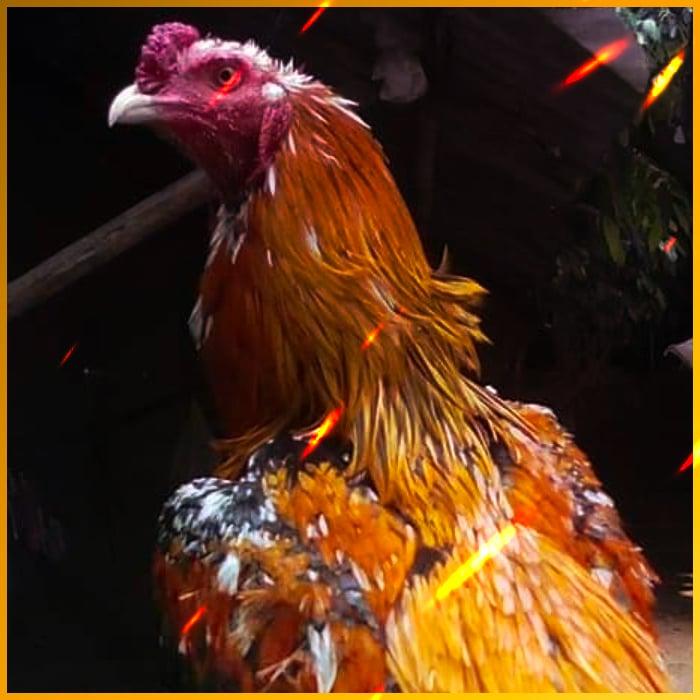 สล็อตออนไลน์ siambet88 เว็บตรงสล็อต ฝากถอนออโต้ ไม่ผ่านเอเย่นต์ 2026